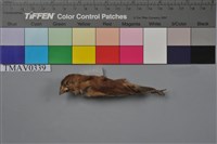 藏品(黑頭文鳥)的圖片